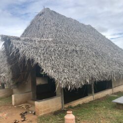 One-acre tea estate in Kotagiri, Nilgiris, with tea bushes and fruit trees in early morning light