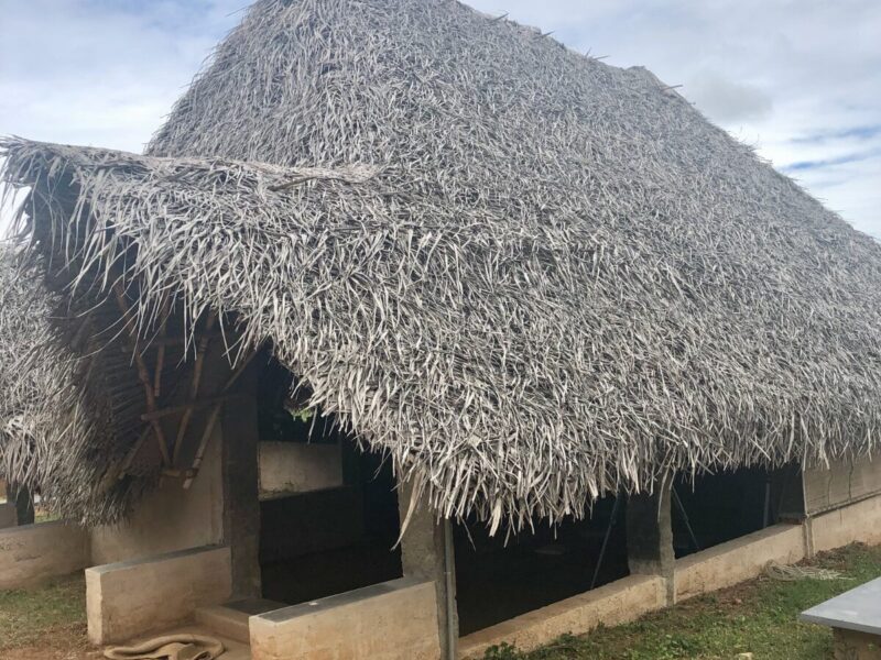 One-acre tea estate in Kotagiri, Nilgiris, with tea bushes and fruit trees in early morning light