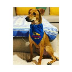 Sophie, a rescue dog, sitting on a wooden deck overlooking Nilgiri hills and tea estates