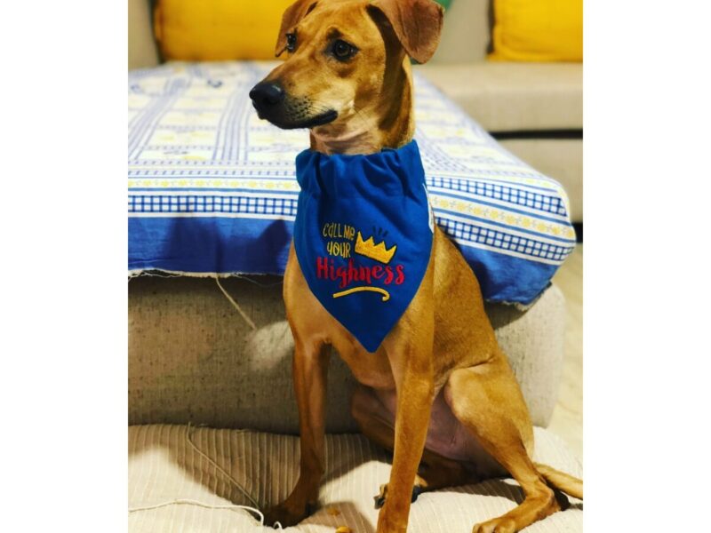 Sophie, a rescue dog, sitting on a wooden deck overlooking Nilgiri hills and tea estates