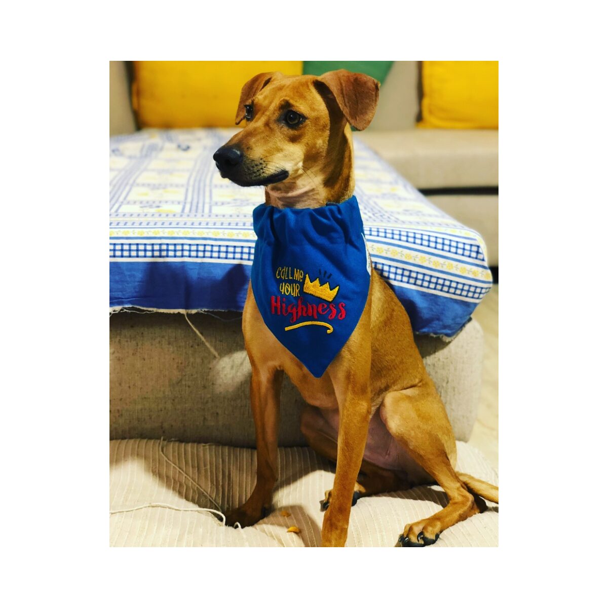 Sophie, a rescue dog, sitting on a wooden deck overlooking Nilgiri hills and tea estates
