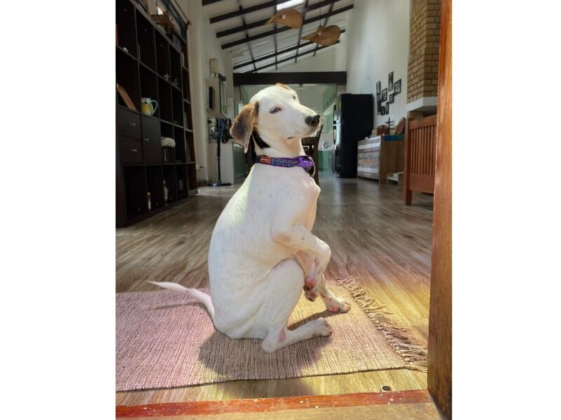 Pepper, a young rescue dog, running through the garden of a Nilgiri tea estate