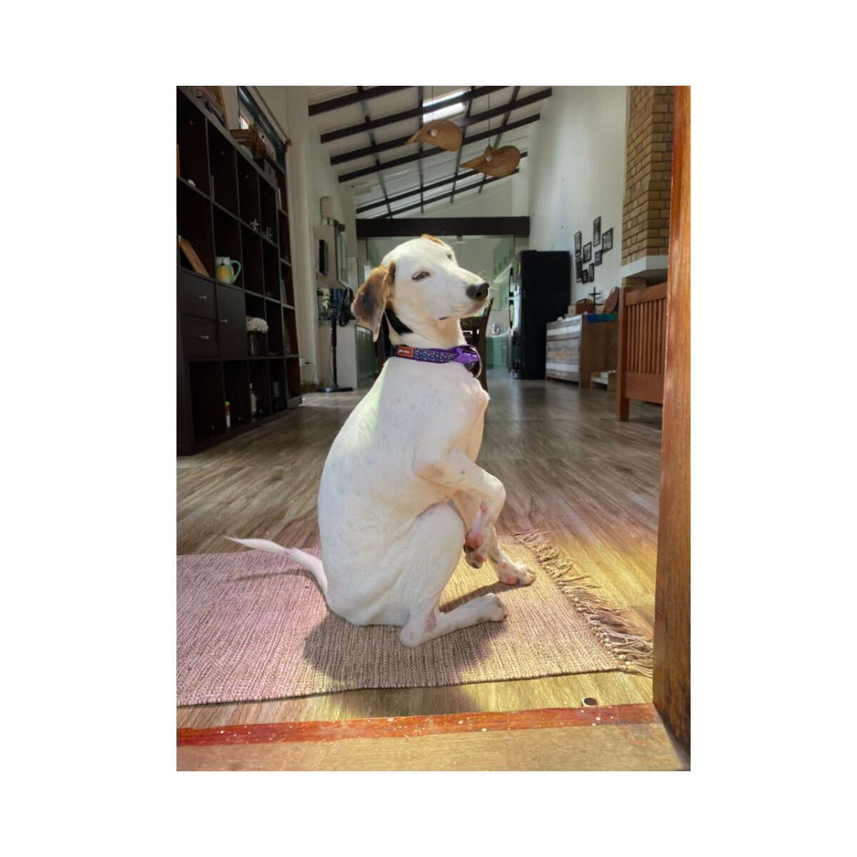 Pepper, a young rescue dog, running through the garden of a Nilgiri tea estate