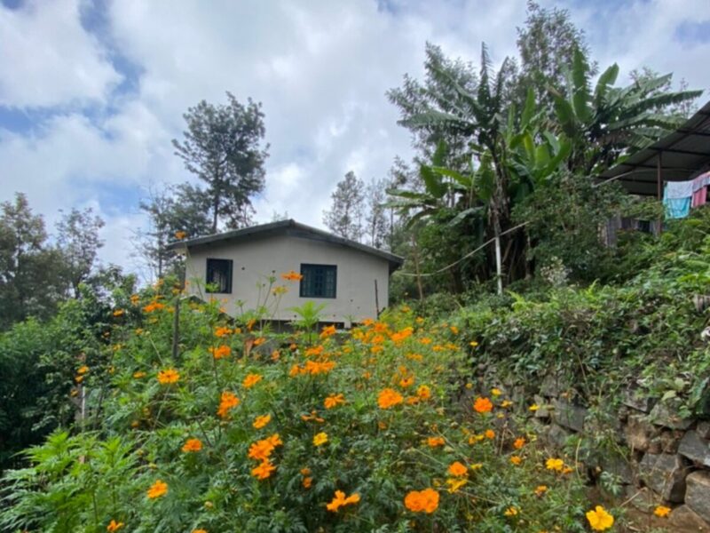 Raised vegetable and herb beds in a hillside garden at a Nilgiri tea estate, with cosmos and marigolds in bloom