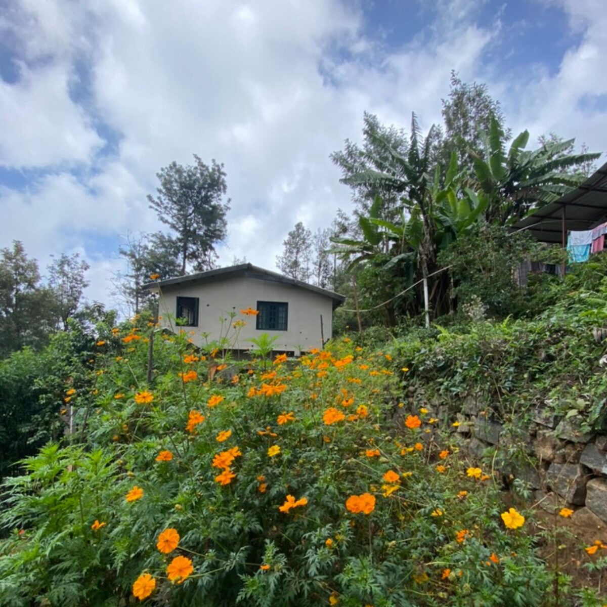 Raised vegetable and herb beds in a hillside garden at a Nilgiri tea estate, with cosmos and marigolds in bloom